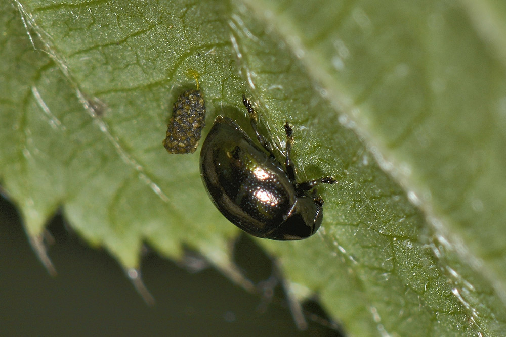 Oomorphus concolor, Chrysomelidae. 